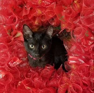 Meet your Posher, Tammy